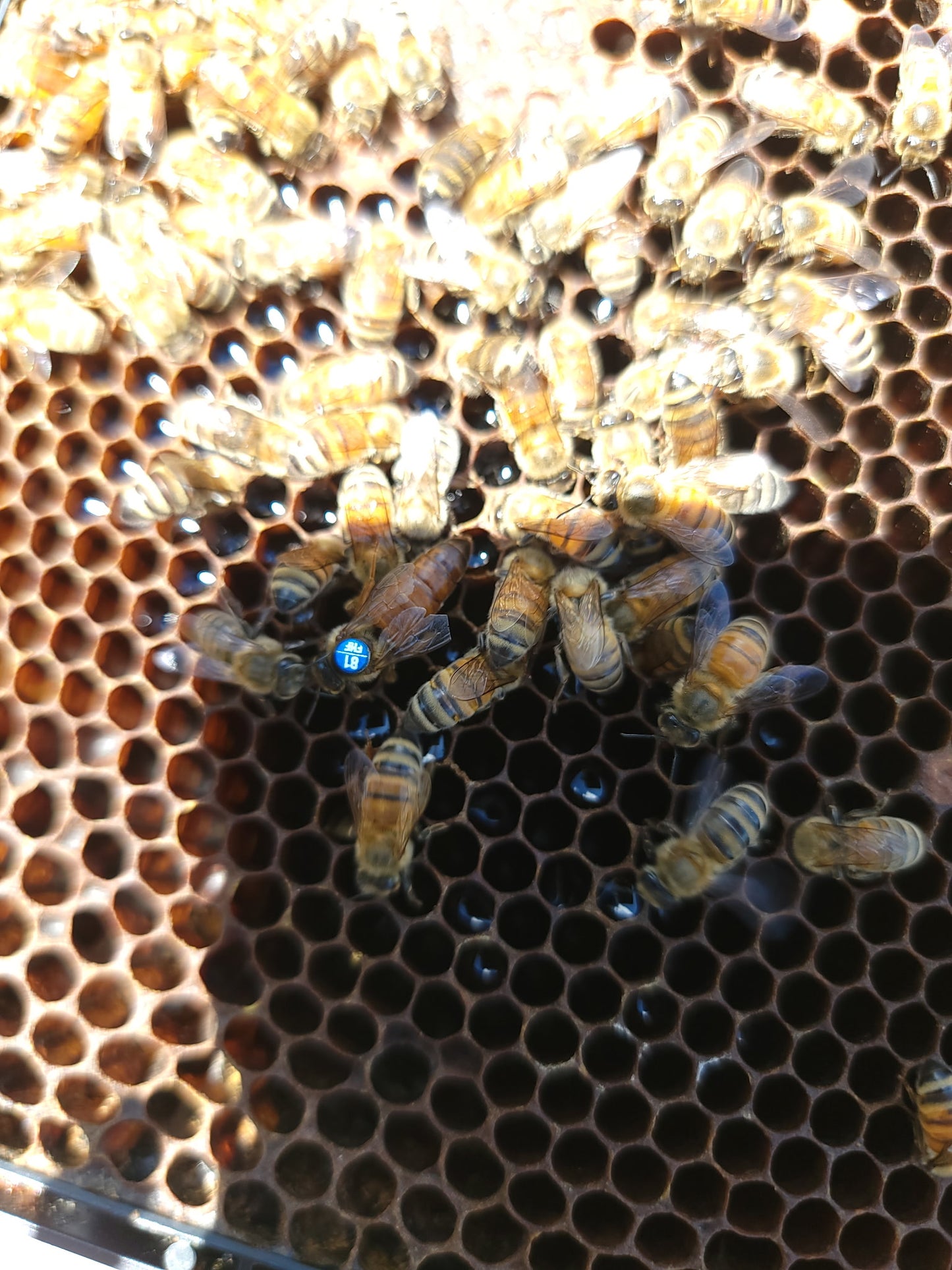 Breeder Queens – $500