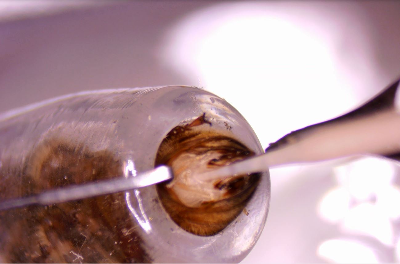 Instrumental Insemination Services – TBD