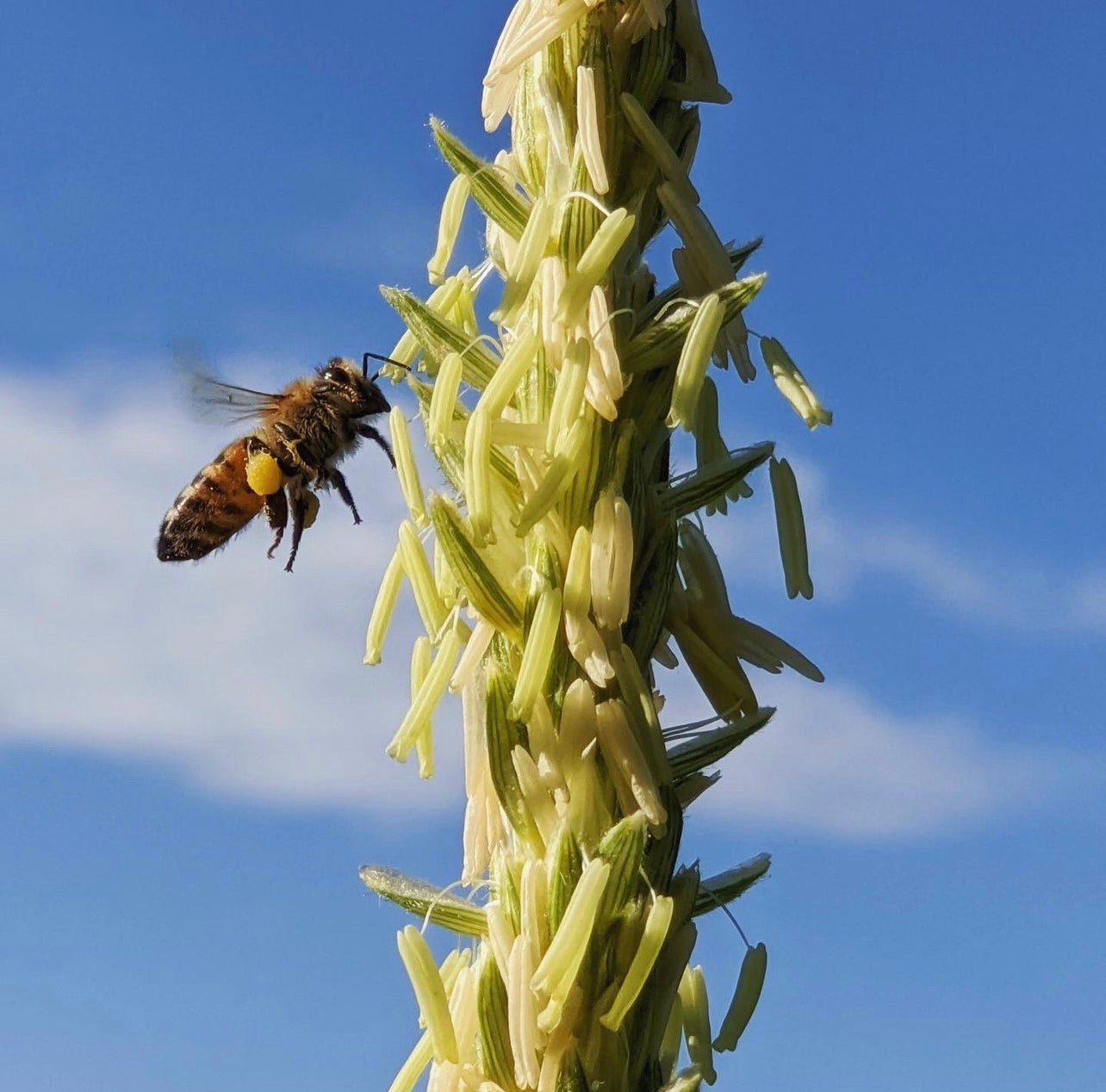 Adopt A Bee