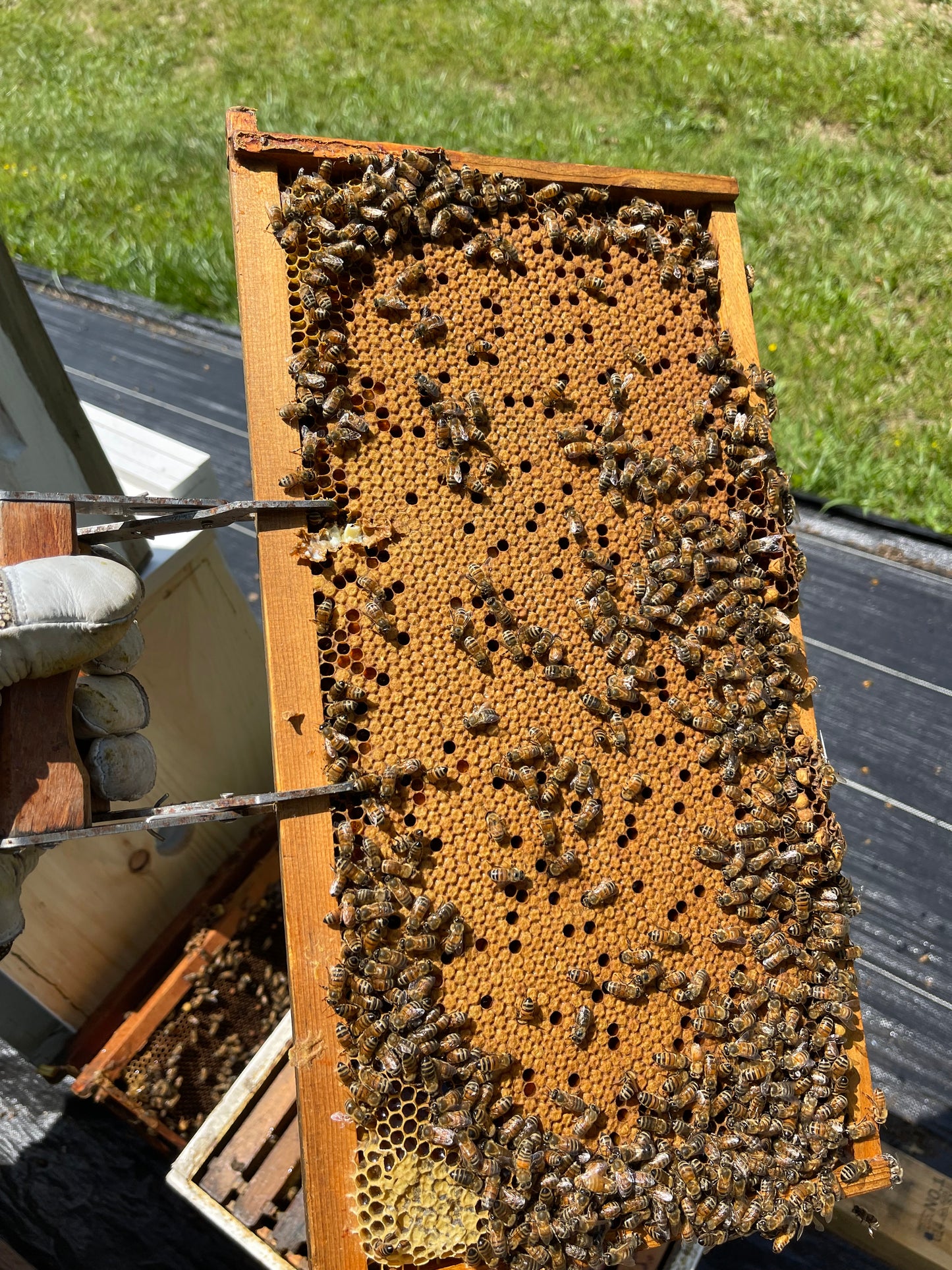 5-Frame Nucs – $200